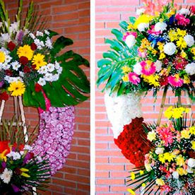 Coronas de dos colores